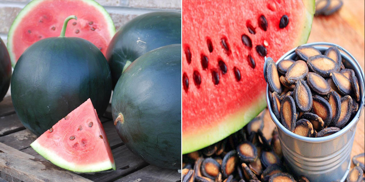 تربوز کے بیج کو دھوپ میں سکھا کر کھانے سے کیا فائدہ ہوتا ہے؟ جانیے تربوز کے بیج کے ایسے فائدے جو جان کر آپ بھی ان کو پھینکنے سے پہلے سوچیں گے