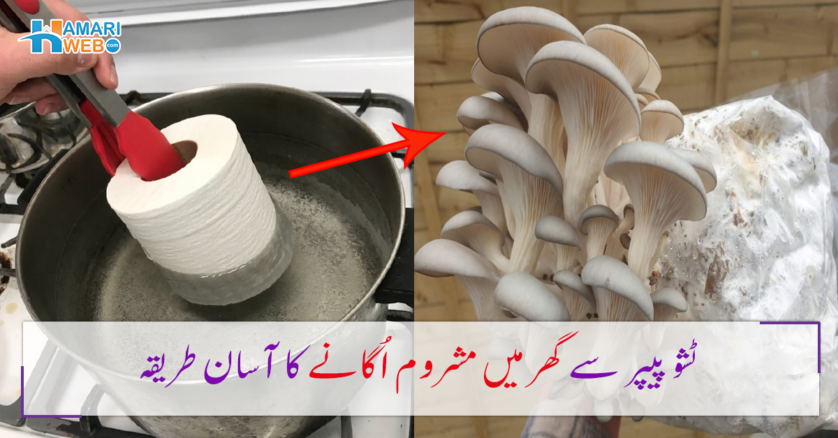 کیا آپ کو بھی مشروم کھانا پسند ہیں لیکن بازار سے مہنگے ملتے ہیں؟ اب ٹشو پیپر کی مدد سے گھر پر خود مشروم اگائیں وہ بھی سستے، آسان اور صاف طریقے سے