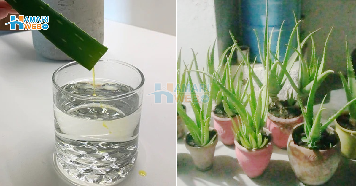 ایلوویرا کو کاٹ کر رات بھر بھگو کر پینے سے کیا ہوتا ہے؟ ایلوویرا اور اس کے پانی کے استعمال کا وہ طریقہ جو آپ کو بھی کئی بیماریوں سے بچا سکتا ہے