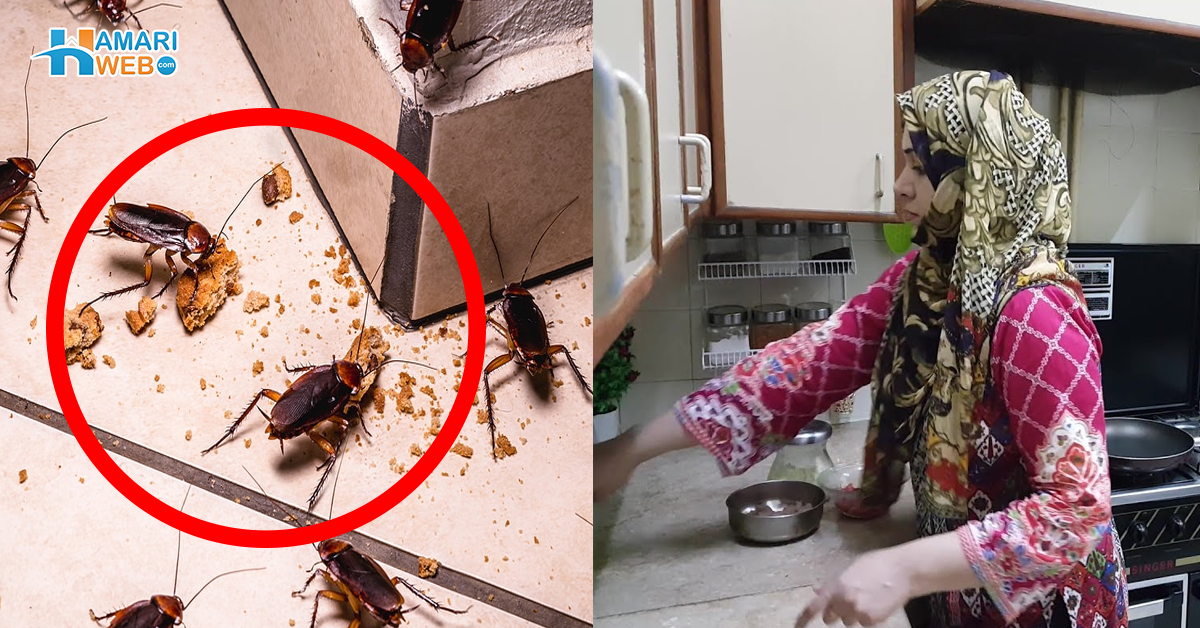 کیڑے مکوڑوں نے سارا کچن گندا کردیا ہے۔۔ جانیں باورچی خانے کو صاف ستھرا رکھنے کی کچھ ایسی ٹپس، جو ہر خواتین کو آزمانی چاہیئے