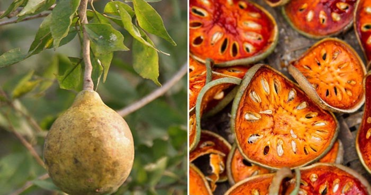 بیل گری! شوگر کا قدرتی علاج، اب رہے گا ہمیشہ شوگر آپ کے کنٹرول میں