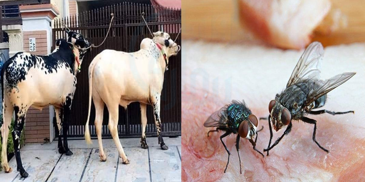 گھر میں قربانی کا جانور تو آگیا، لیکن مکھیوں کا ڈھیر لگ گیا۔۔ جانیے گھر سے مکھیوں کو بھگانے کا وہ طریقہ جس سے گھر مکھیوں سے محفوظ رہے