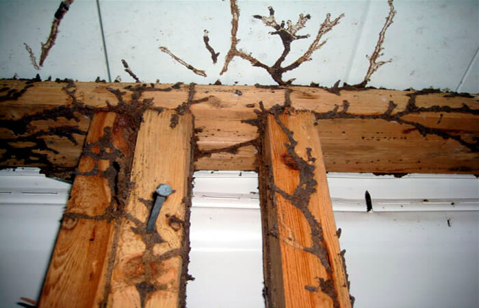 کیا آپ بھی گھر کے فرنیچر میں لگی دیمک سے پریشان ہیں؟ تو جانیے اس سے نجات کے چند آسان نسخے