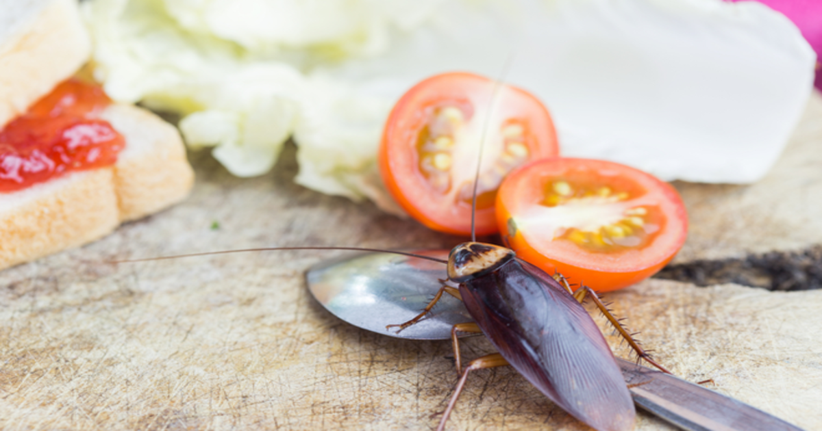 اگر آپ بھی لال بیگ سے پریشان ہیں تو کریں ان کا صفایا ایک عام سی چیز سے نہ کوئی دوا، نہ کوئی اسپرے اور لال بیگوں سے بھی چھٹکارا