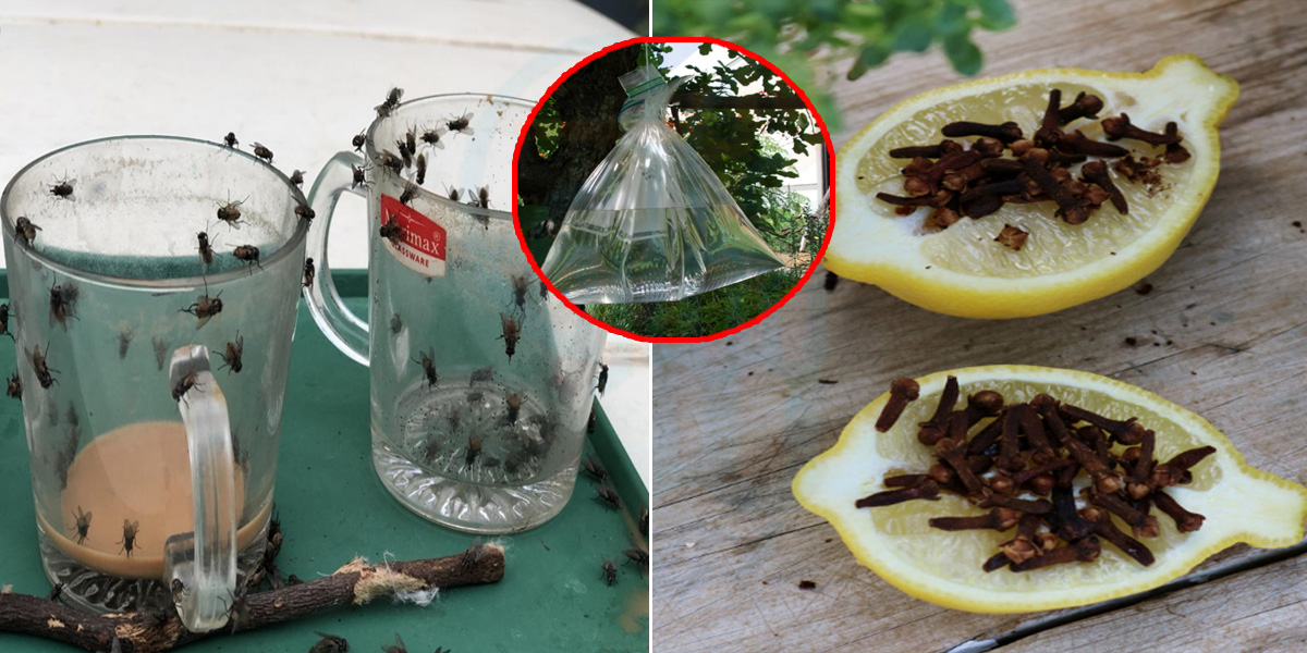 گھر میں ہر جگہ مکھی تنگ کرتی ہے تو لیموں کو اس طرح استعمال کریں ۔۔ گھر میں موجود مکھیوں کو ختم کرنے کے چند آسان طریقے، جو آپ بھی جاننا چاہیں گے