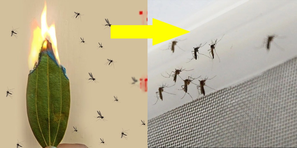 مچھروں کو مارنے اور گھر سے ہمیشہ کیلئے بھگانا ہو تو کیا کریں؟ منٹوں میں ان کو ختم کرنے کا ایسا طریقہ کہ یہ دوبارہ نظر ہی نہیں آئیں گے