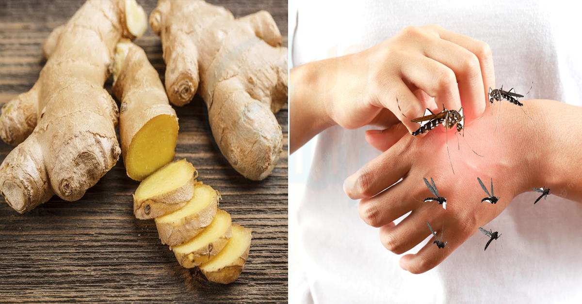 مچھروں نے تو کاٹ کاٹ کر پریشان کردیا ۔۔۔ اگر آپ بھی ان مچھروں سے پریشان ہیں تو ادرک سے ان کو بھگانے کا طریقہ جان لیں