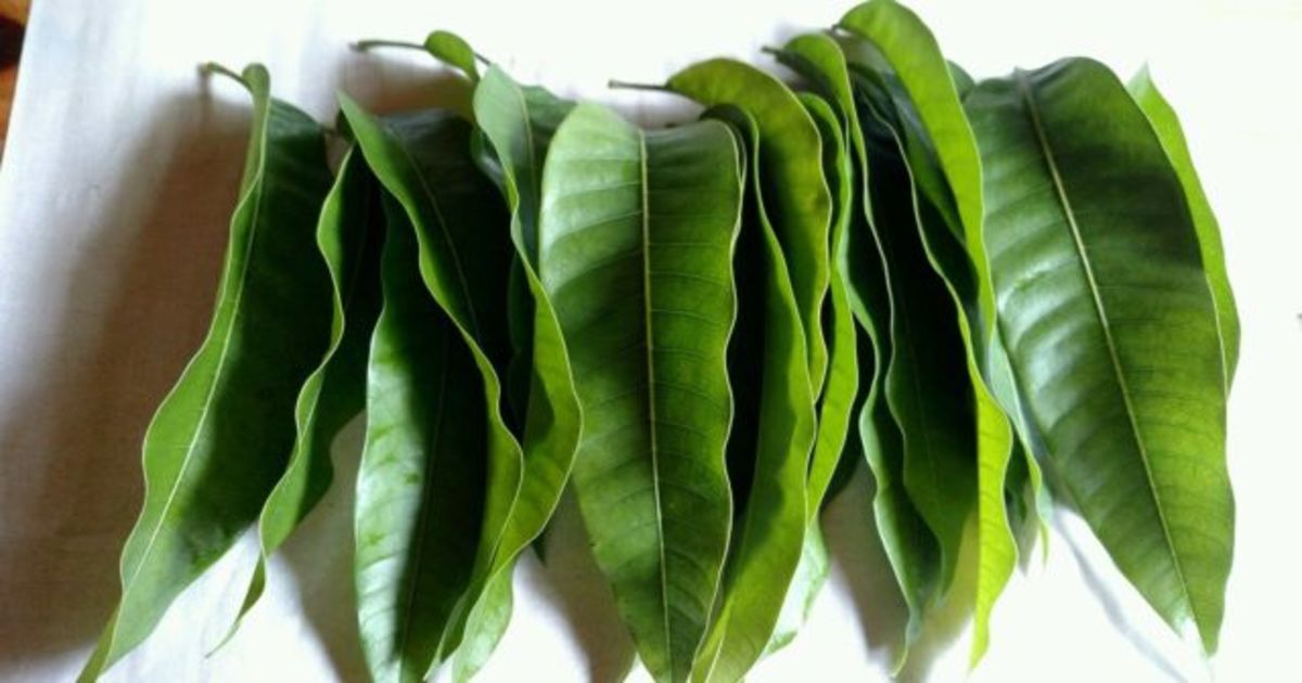 جامن کے پتوں سے ڈسٹ الرجی کا آزمودہ علاج استعمال کریں اور ڈسٹ الرجی سے نجات پائیں