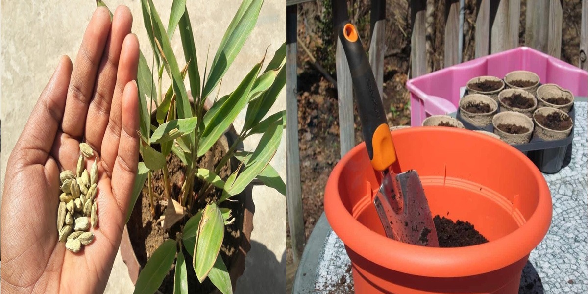 الائچی اتنی مہنگی ہے کہ خریدنا مشکل۔۔ اب گھر میں لگائیں بیجوں سے الائچی کا پودا وہ بھی نہایت آسان طریقے سے