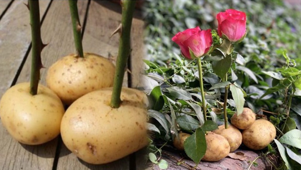 جب گلاب کی ٹہنی کو آلو پر لگایا گیا تو کیا ہوا؟ نتیجہ دیکھ کر آپ بھی حیران رِہ جائیں گے