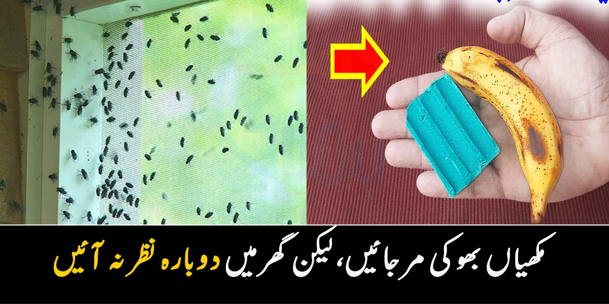 گرمی آئی تو مکھیوں کی مصیبت آئی ۔۔ 10 منٹ میں مکھیوں کو بھگانے کا ایسا طریقہ کہ مکھیاں بھوکی مرجائیں گی، لیکن گھر میں نظر نہیں آئیں گی