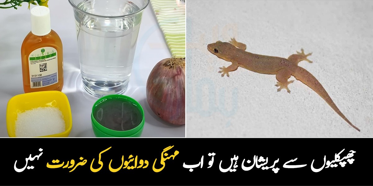 کیا آپ بھی گھر میں موجود چھپکلیوں سے پریشان ہیں؟ اب مہنگی دوائیوں کی ضرورت نہیں بس پانی میں یہ دو چیزیں ملائیں اور چھپکلی سے چھٹکارہ حاصل کریں