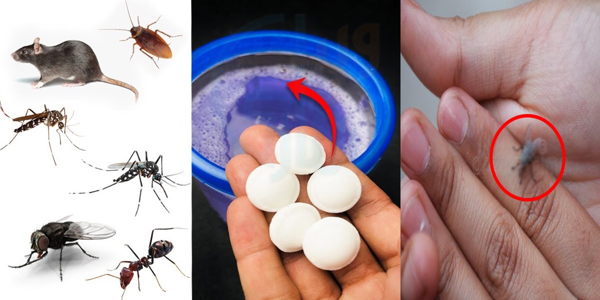 2 چمچ ملا کر لگا لو ۔۔ ضدی مکھیاں، کاٹنے والے مچھر اور موٹے چوہے بھی گھر سے بھاگ جائیں گے