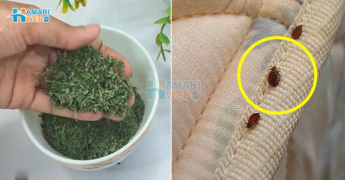 کیا آپ بھی فرنیچر اور بستر میں ہونے والے کھٹملوں سے تنگ آگئے ہیں؟ جانیں گھر سے ان کی مکمل چھٹی کرنے کا آسان طریقہ