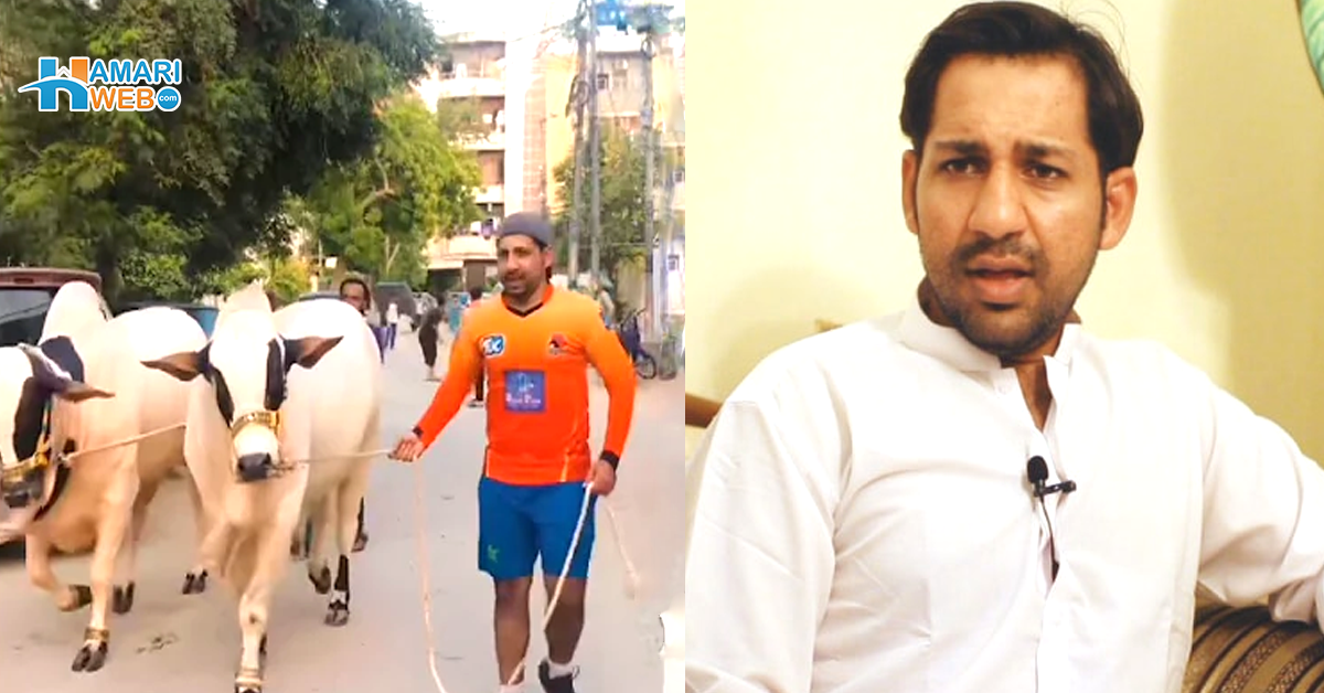 جانوروں کو خود ٹہلاتا ہوں اور۔۔ اس عید پر سرفراز احمد کتنے جانور قربان کریں گے؟ ویڈیو