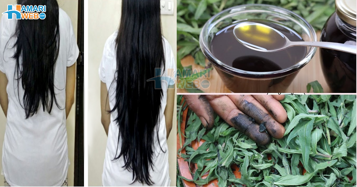 بالوں کو لمبا اور مظبوط کرنا چاہتے ہیں ؟ قدرت کے خزانوں میں پوشیدہ ان چار جڑی بوٹیاں کا استعمال کریں جو آپ کے بالوں کی نشوونما کو بڑھائیں