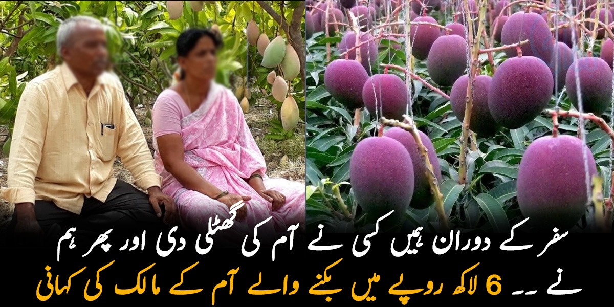 سفر کے دوران کسی نے آم کی گھٹلی دی اور ۔۔ 6 لاکھ روپے میں بکنے والے آم اور اس کے مالک کی کہانی جس نے میاں بیوی کو امیر بنا دیا