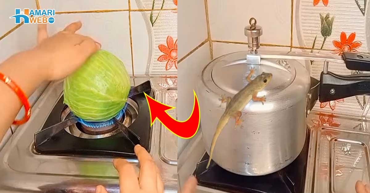 چھپکلی نے تو کھانے کی چیزوں کو بھی نہ چھوڑا ۔۔ اب چھپکلیاں دیکھ کر ڈرنا نہیں بلکہ، جانیں کچن سے متعلق وہ ٹپس جو کسی کے بھی ذہن میں نہ آئے