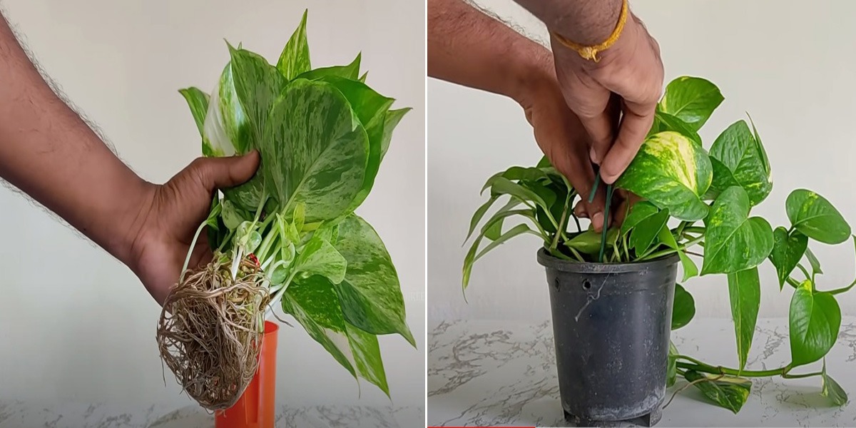 کیا آپ کے گھر میں لگے منی پلانٹ بھی بڑھ نہیں پاتے؟ جانئیے کچھ ایسے طریقے جس سے آپ کا پودا بھی تیزی سے بڑھے