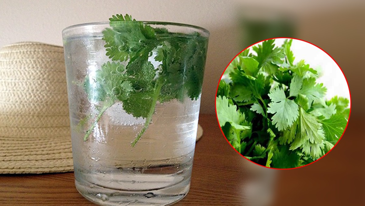 ہرے دھنیے کو پانی میں ڈال کر پیئیں اور پھر کمال دیکھیں اتنے زبردست نتائج حاصل ہوں گے کہ آپ بھی کبھی دھنیے کا پانی پینا نہیں بھولیں گے