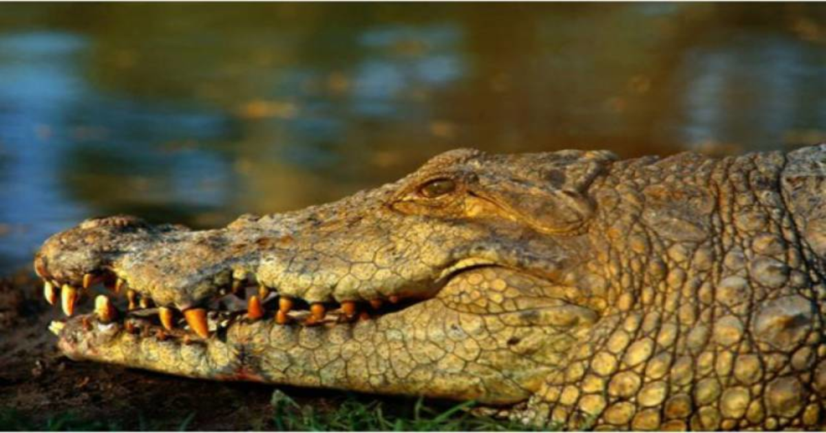 11سالہ بچی کی بہادری ،سہیلی کو مگر مچھ کے جبڑے سے زندہ نکال لیا