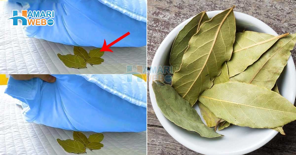 تکیہ کے نیچے تیز پتے رکھ کر سونے سے کیا ہوتا ہے؟ تیز پتے کی اس ٹپ کے وہ فائدے جو آپ کی پریشانی اور خرچہ دونوں کم کریں