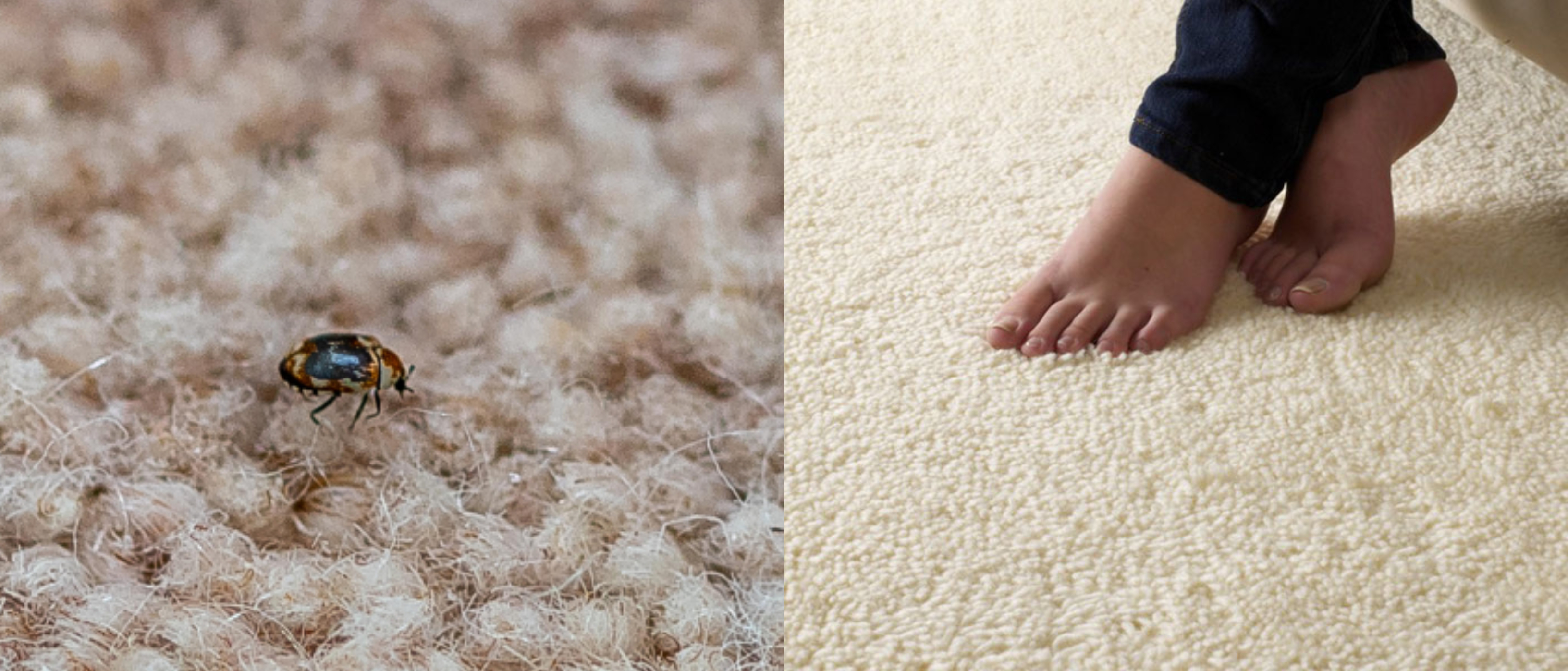 کارپیٹ میں کیڑے ہو رہے ہیں اور ان سے جان چھڑانی ہے؟ تو یہ آسان طریقہ آزمائیں اور بنا خرچہ کئے ان کیڑوں کو مار بھگائیں