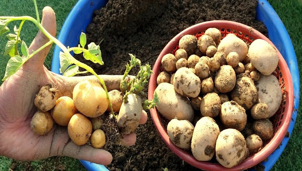 گھر میں آلو اگانے کا آسان طریقہ ! پیالے میں مٹی لیں اور اس میں صرف یہ ایک چیز دبا دیں اور چند ہی دنوں میں کمال دیکھیں