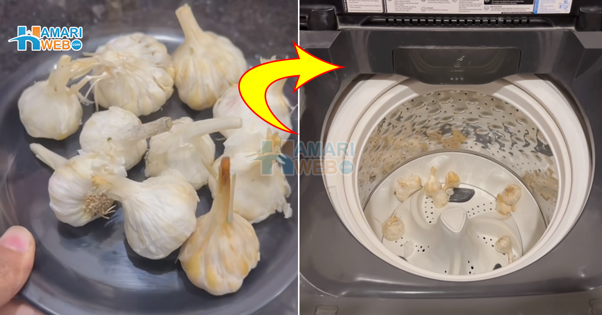 لہسن چھیل چھیل کر انگلیاں تھک جاتی ہیں تو اب کپڑے دھونے کی مشین سے مدد لیں ۔۔ واشنگ مشین میں لہسن چھیلنے کی ایسی ویڈیو جو ہر عورت کے کام آئے