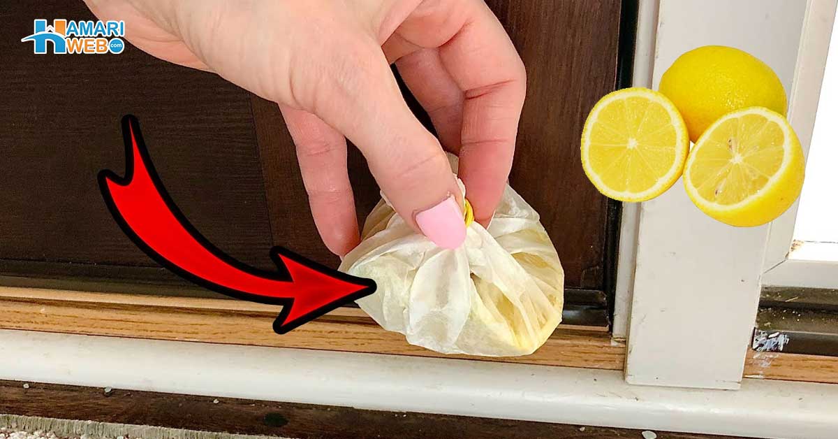 گھر کے کونوں میں لیموں کی پوٹلی بنا کر رکھنے سے کیا ہوتا ہے؟ گھر کی ایسی انوکھی ٹپ جو آپ کو کئی پریشانیوں سے بچا سکتی ہے