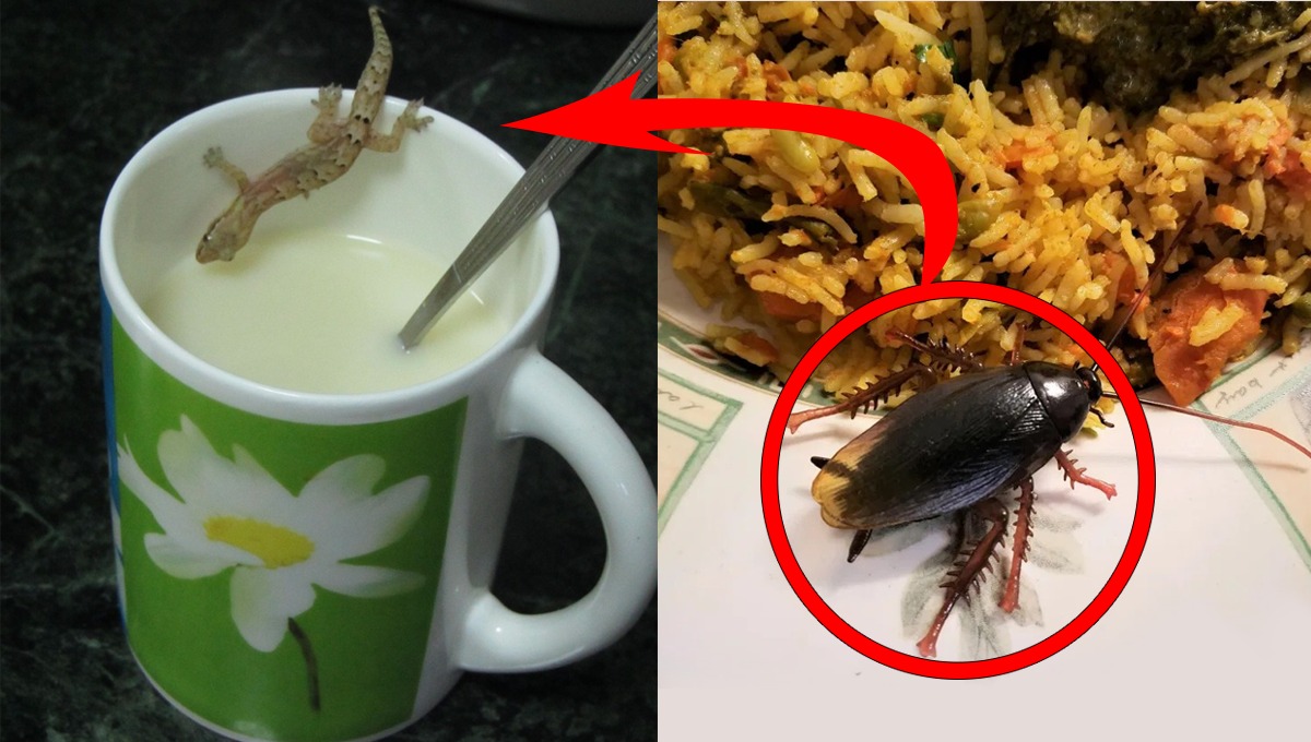 میں کھانا کھا رہی تھی کہ نوالے سے لال بیگ نکل آیا اور پھر ۔۔۔جانیئے ان 3 لوگوں کے ساتھ کیا ہوا؟ کھانے کی چیزوں کو ڈھانپ کر رکھیں ورنہ