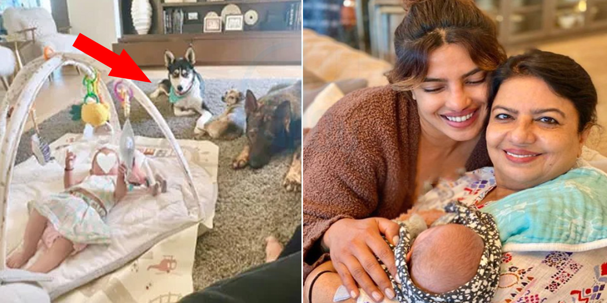 ان کی 4 ماہ کی بچی کو بھی پالتو کتے سنبھالتے ہیں ۔۔ پریانکا چوپڑا کو بیٹی کی تصویر کتوں کے ساتھ شیئر کرنا مہنگا پڑ گیا
