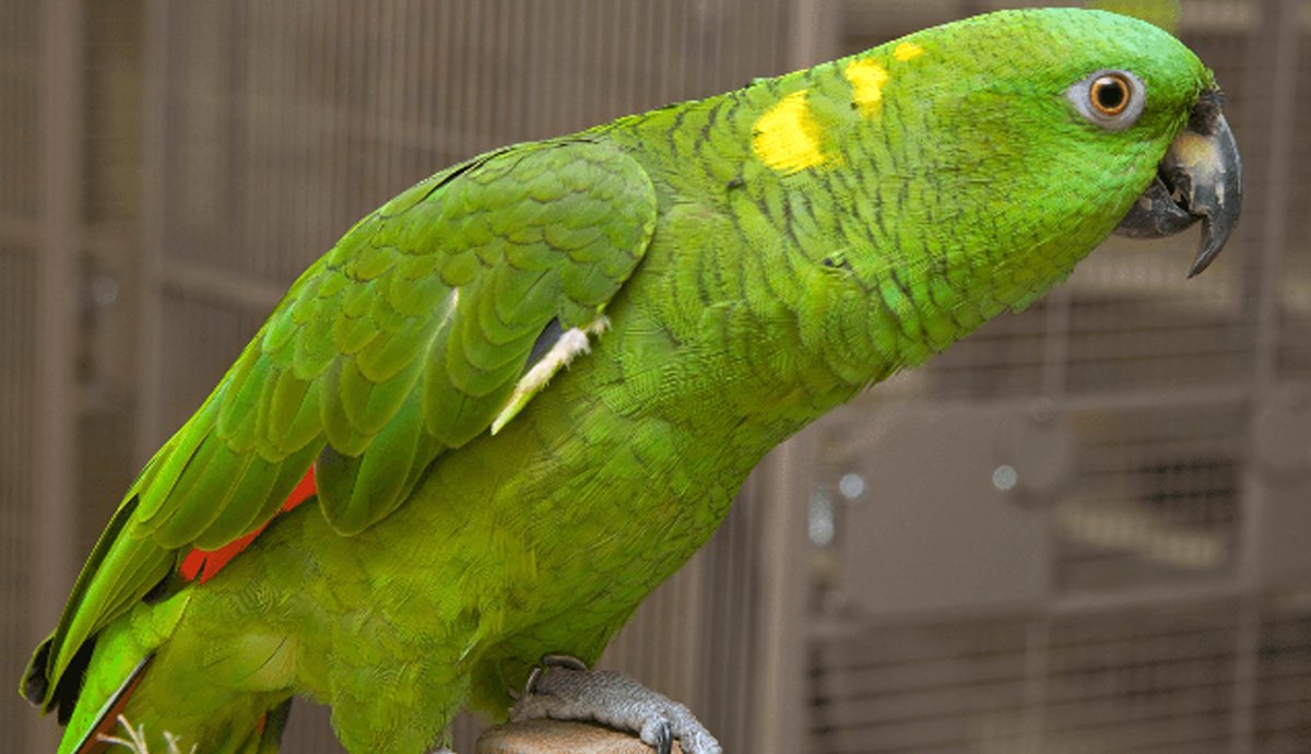 خاتون کی آواز میں بولنے والے طوطے نے پولیس کی دوڑیں لگوادیں