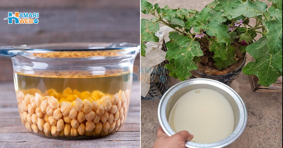 چنے اُبالنے کے بعد ان کا پانی پودوں میں کیوں ڈالنا چاہیے؟ روزمرہ استعمال کی ایسی ٹپ جو گھر کے بڑے مسئلے حل کردے