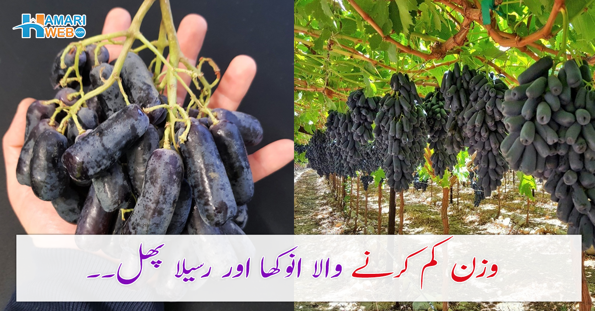 وزن کم کرنے والا انوکھا اور رسیلا پھل۔۔ یہ کون سا پھل ہے جو آپ کو پتلا اور خوبصورت بنا سکتا ہے؟ اب پھل کھائیں، وزن گھٹائیں