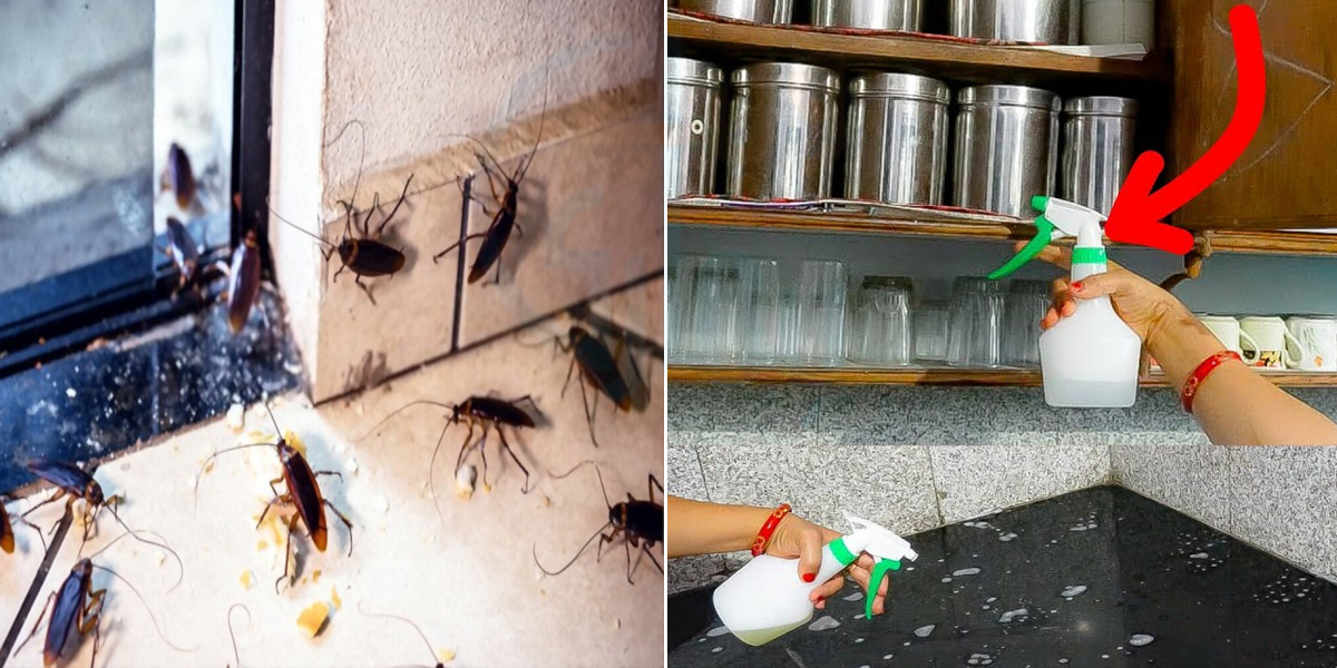 لال بیگ ! کچن میں ہو یا باتھ روم میں، مار مار کر تھک چکی ہیں تو اب دیر نہ کریں، یہ سپرے گھر بیٹھے بنائیں اور لال بیگوں کو گھر سے نکال باہر کریں