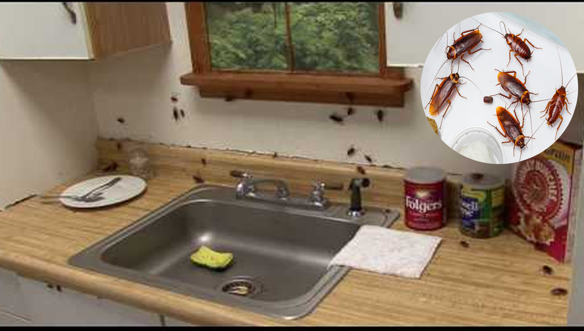 کچن میں لال بیگ اور کیڑے مکوڑوں سے نجات پانے کے تین آسان مراحل جانیں اور بھگائیں ان کو ہمیشہ کے لئے