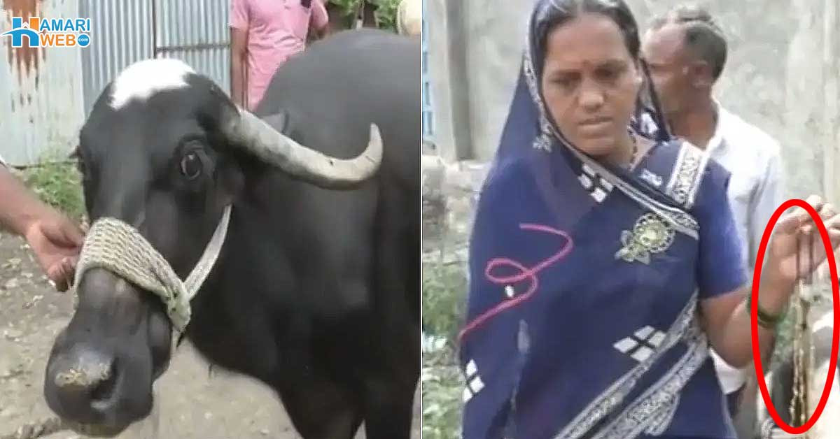 بھینس خاتون کے لاکھوں روپے کے سونے کا ہار نگل گئی ۔۔ جب معلوم ہوا تو وہ ہار بھینس سے کیسے نکالا گیا؟ دیکھئے