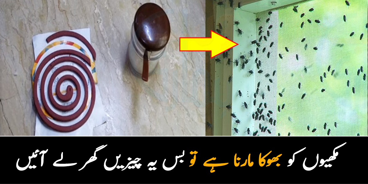 مکھیاں اتنی ڈھیٹ ہوگئیں ہیں کہ چپک جاتی ہیں ۔۔ 10 منٹ میں مکھیوں کو بھگانے کا وہ طریقہ جس سے ہر طرح کا مچھر اور مکھی آپ کا پیچھا چھوڑ دے