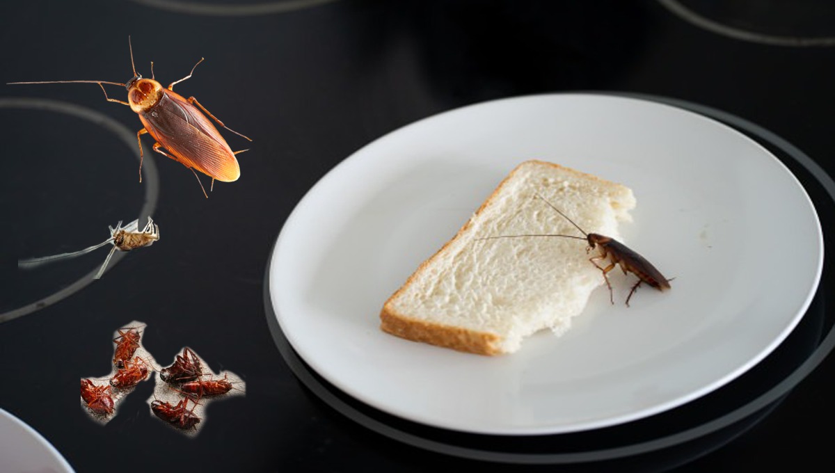 لال بیگ سے چھٹکارا پاناہے۔۔۔۔تو یہ طریقے آزمائیں!