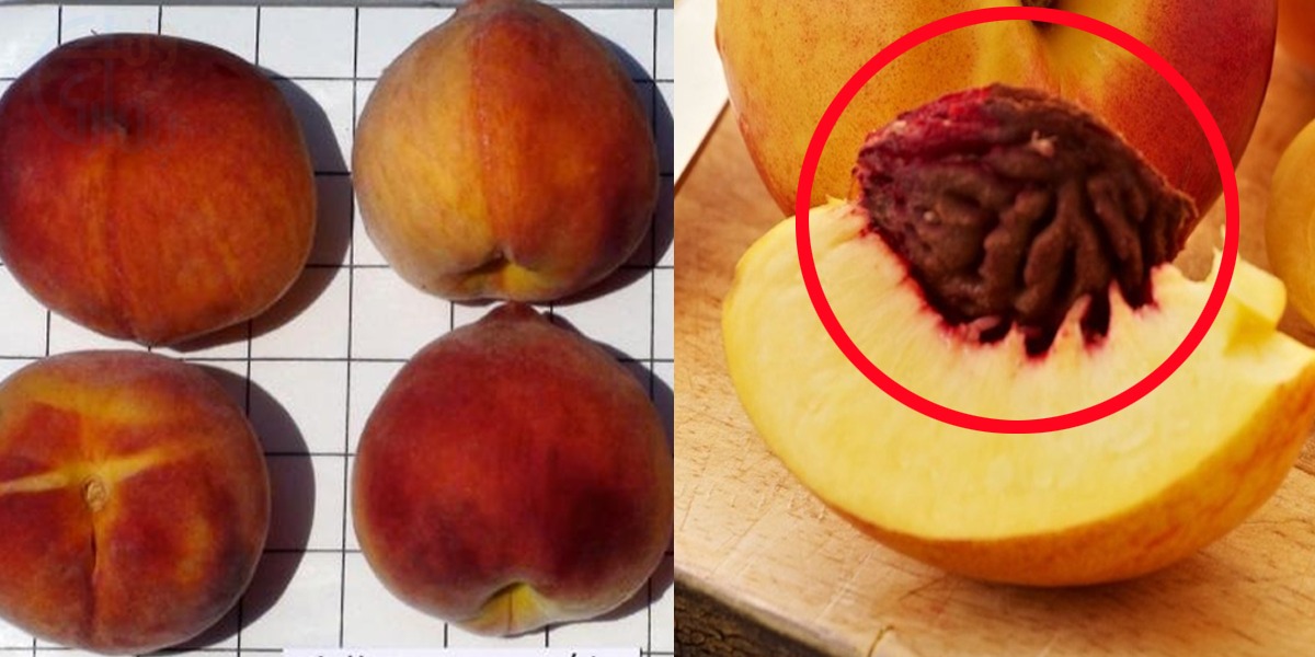 آڑو کی گٹھلی میں بادام کے تیل والا فائدہ ۔۔ آڑو کے بیچ پھینکنے لگے ہیں تو رک جائیں پہلے ان کے یہ فائدے جان لیں