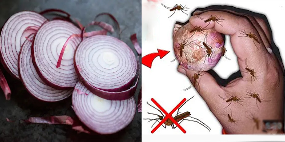 آج کل تو مچھر جسم سے چپک ہی جاتے ہیں، کوائل سے بھی نہیں بھاگتے ۔۔ مچھر ہمیں سونگھ کر کیوں کاٹتے ہیں اور پیاز کیسے ان مچھروں کو مارتی ہے؟