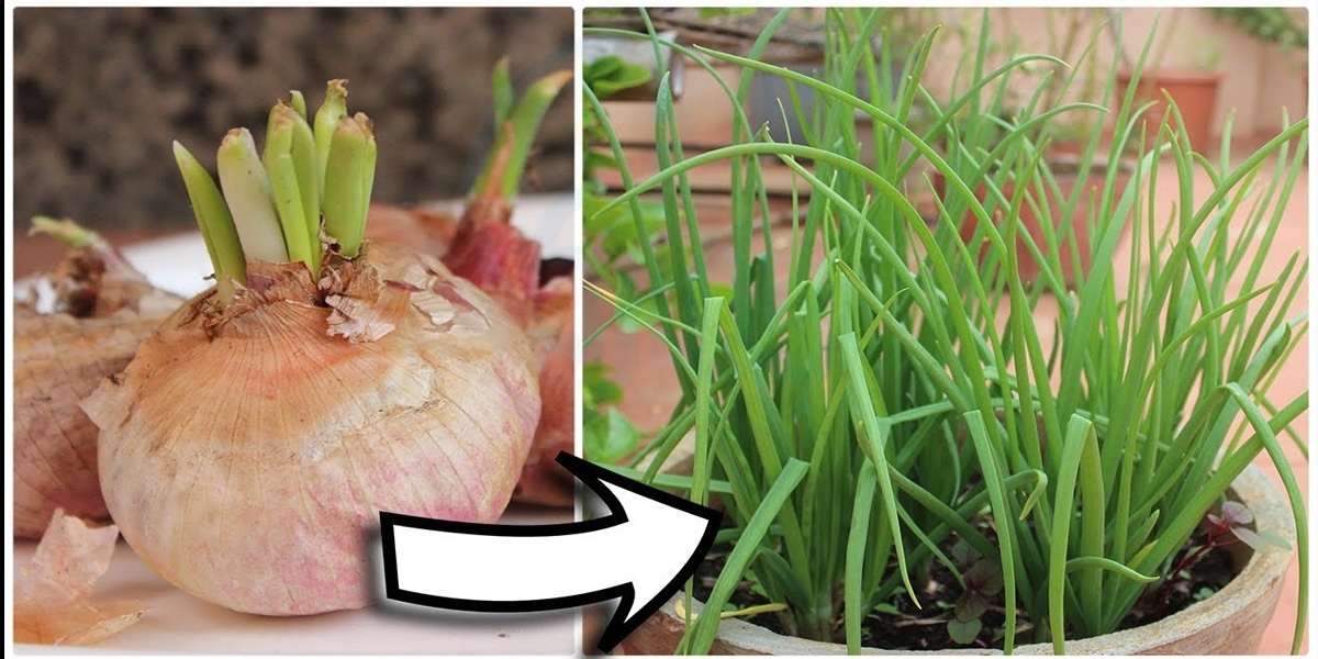 بڑھتی مہنگائی میں پیاز اور ہرا دھنیا خریدنے کا خرچہ بچائیں اور ان کو گھر میں اگانے کا آسان طریقہ جانیئے تاکہ کھانے میں ڈالیں تازہ پیاز اور خرچہ بھی ہو کم!