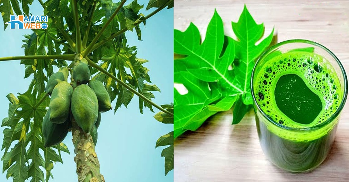 پپیتے کے پتوں کو ڈینگی بخار کا توڑ کیوں کہا جاتا ہے؟ ان کا جوس بنانے کا طریقہ جو مریضوں کے لئے فائدہ مند ہے