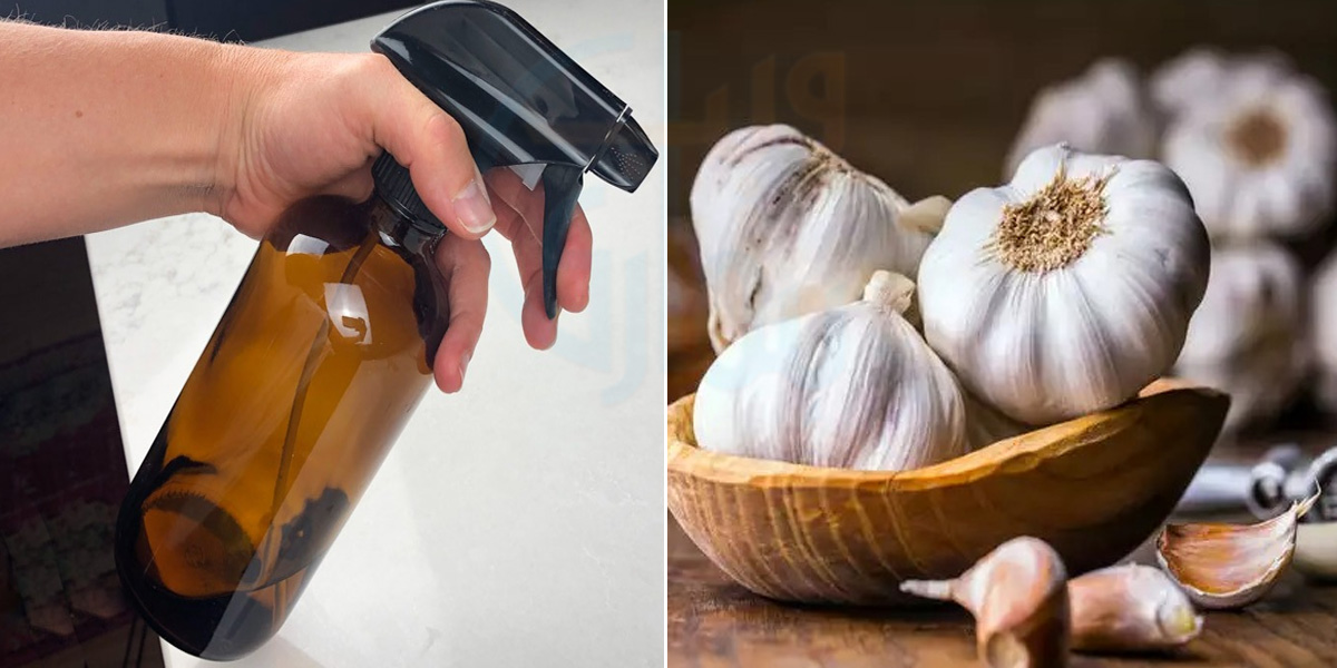 مچھروں اور مکھیوں کے ساتھ قربانی کے بعد آنے والی بُو کو بھی بھگائے ۔۔ جانیں لہسن کا سپرے جو کرے ایک رات میں کیڑوں کا صفایا