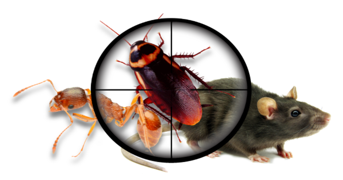 گھر کی مختلف جگہوں پر کالی مرچ چھڑک دیں اور پھر کمال دیکھیں