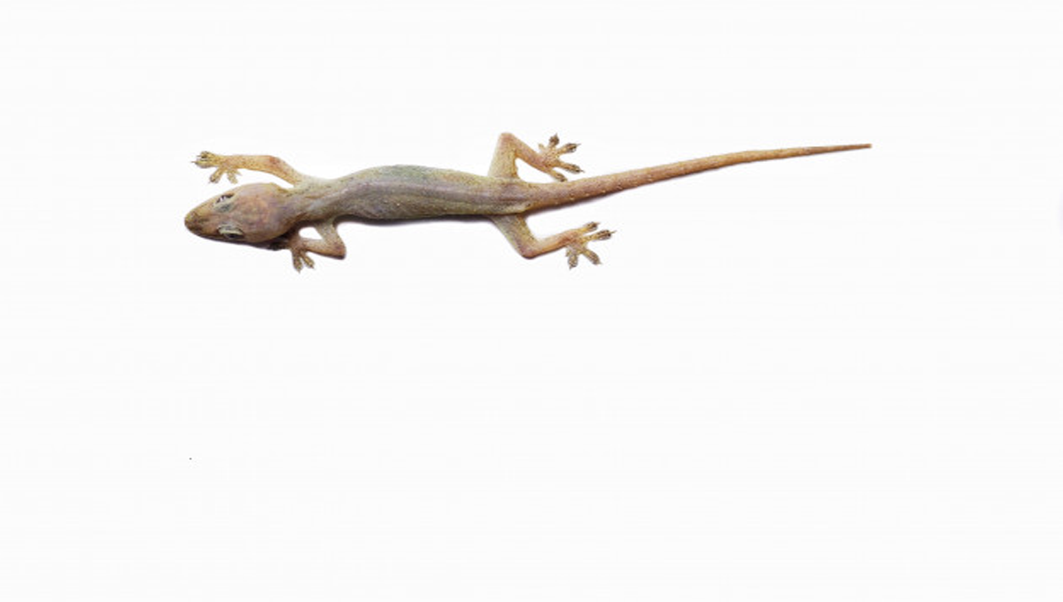 پانچ ایسے آسان طریقے جو رکھیں چھپکلی کو آپ کے گھر سے دور رہنے پر مجبور