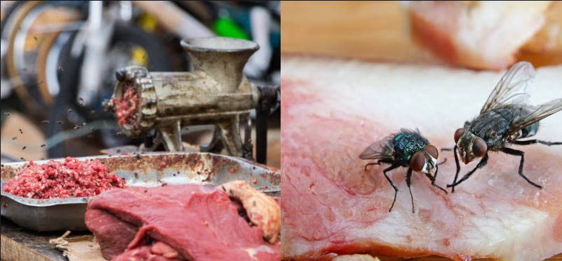 کیا آپ کے گھر میں مکھیاں بہت آ رہی ہیں تو جانیئے ان مکھیوں کو بھگانے کا ایسا طریقہ جو فوری مکھیاں بھگائے