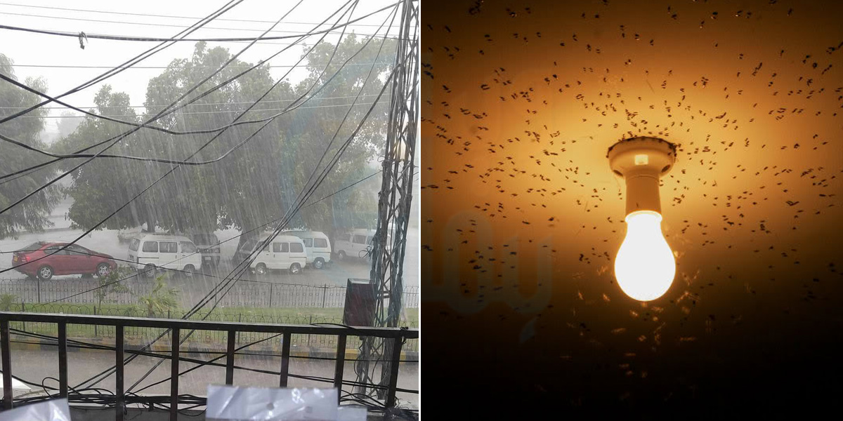 بارش کے بعد گھر میں پتنگے آتے ہیں؟ تو جانیں پتنگے اور مکھیوں کو گھر سے نکالنے کے چند آسان طریقے جو اس موسم آپ کے بھی کام آئیں